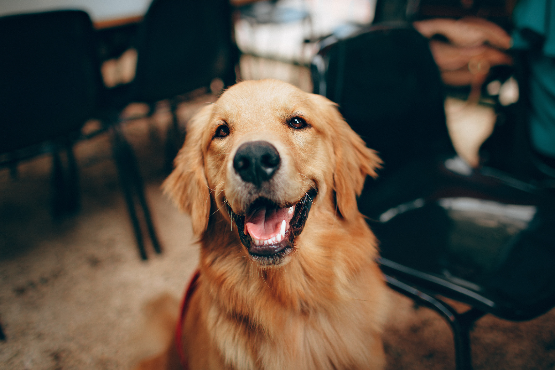 Chien d'assistance heureux et relax